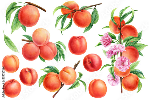 Fototapeta Naklejka Na Ścianę i Meble -  Ripe peaches set, fruits with leaves and flowers for design. Hand drawn watercolor botanical painting. Peach fruit