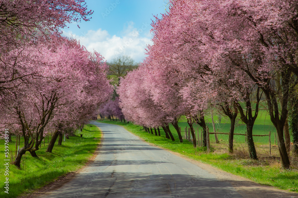 Obraz premium blossom in spring