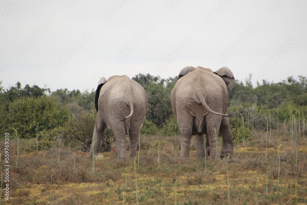 Fototapeta premium Elephants