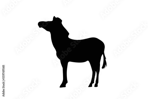 Zebra silhouette graphic isolated on white background  vector illustration. Zebra icon  black and white zebra