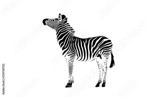 Graphic of zebra isolated on white background  vector illustration. Zebra icon  black and white zebra