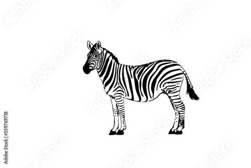 Graphic of zebra isolated on white background, vector illustration. Zebra icon, black and white zebra