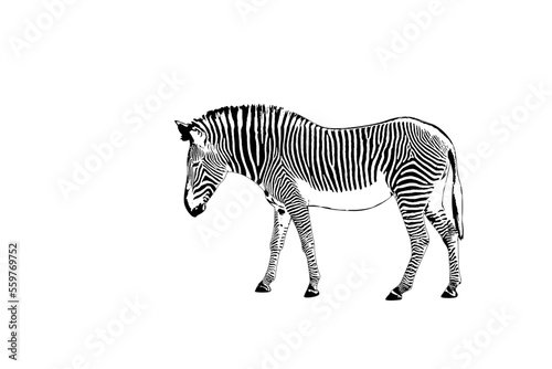 Graphic of zebra isolated on white background  vector illustration. Zebra icon  black and white zebra