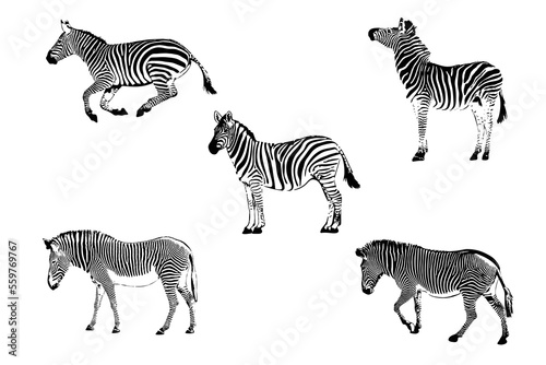 Graphic set of zebra isolated on white background  vector illustration. zebra icon