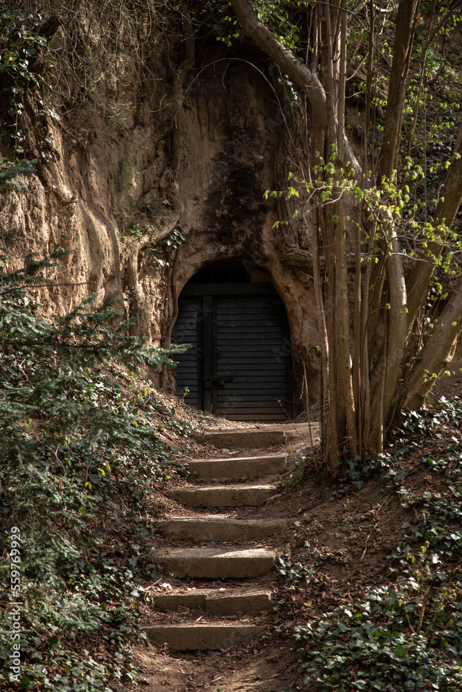 stairs in the forest