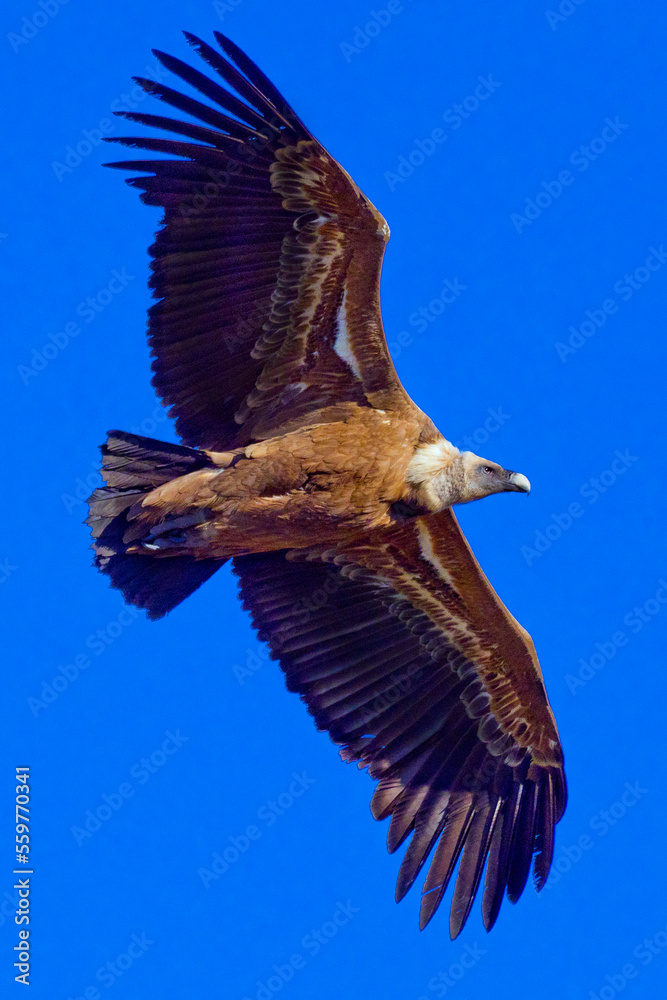 Obraz premium Griffon Vulture, Gyps fulvus, Hoces de Río Duratón Natural Park, Duratón River Gorges, Segovia, Castilla y León, Spain, Europe