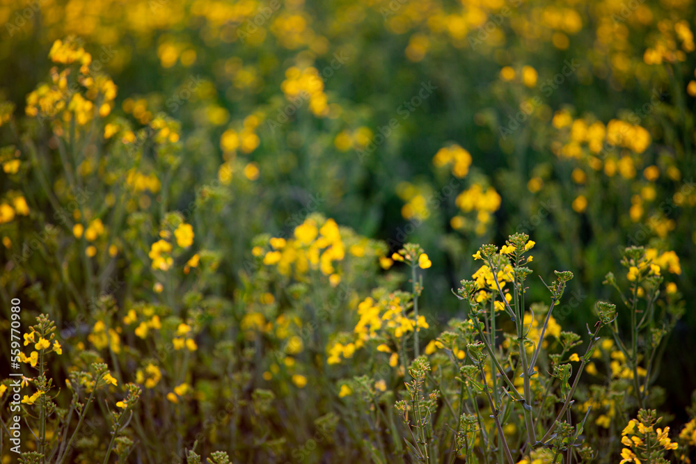 field of yellow dandelions