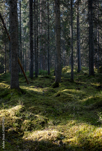 Tree forerst landscape in north of Sweden. Forest therapy and stress relief.