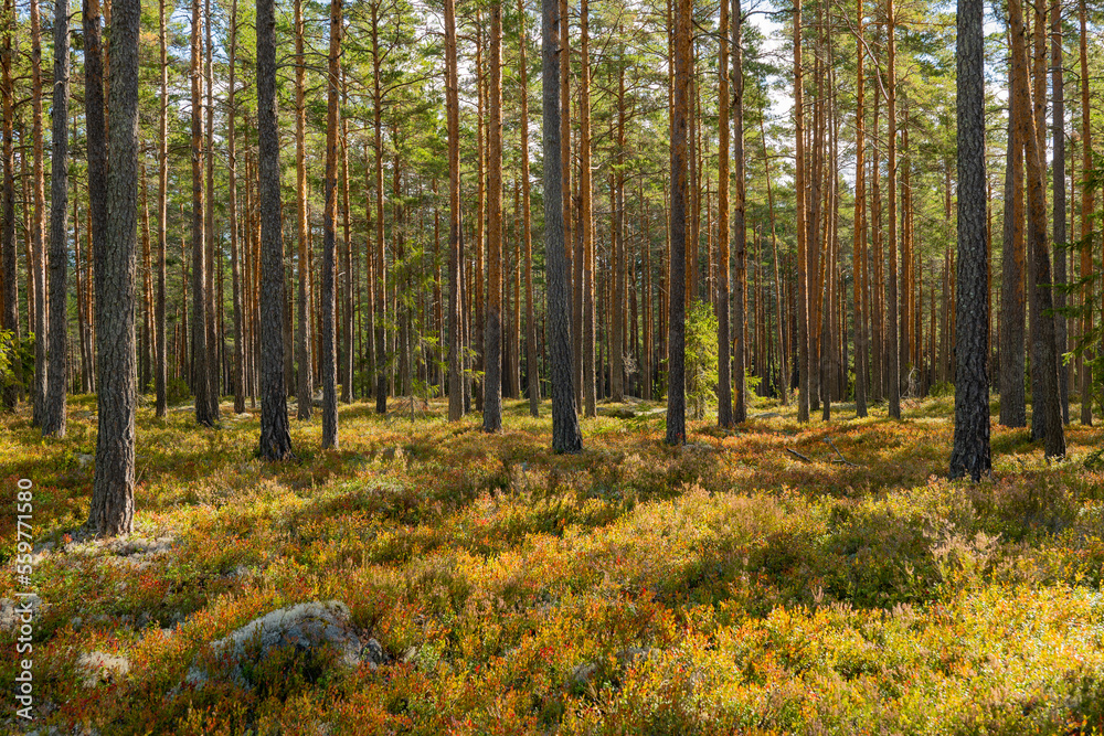 Tree forerst landscape in north of Sweden. Forest therapy and stress relief. Tree forerst landscape in north of Sweden. Forest therapy and stress relief.