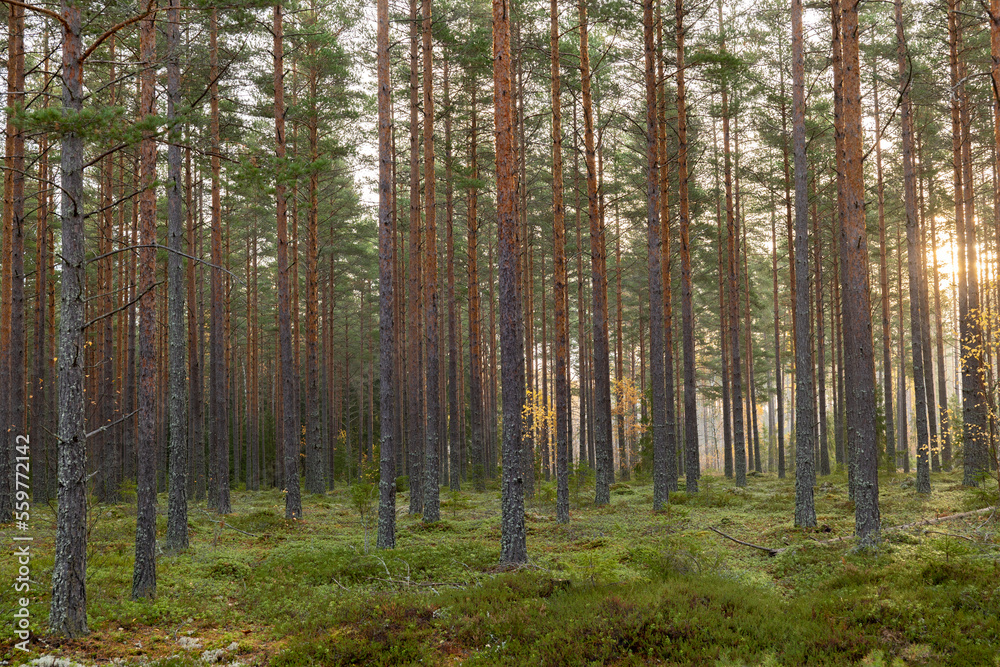 Tree forerst landscape in north of Sweden. Forest therapy and stress relief.