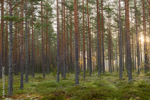 Tree forerst landscape in north of Sweden. Forest therapy and stress relief. © Conny Sjostrom