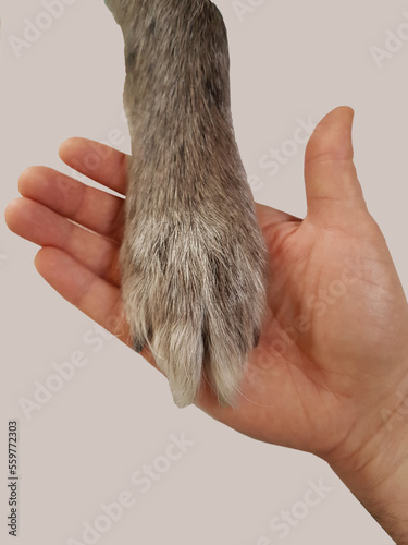 Dog paw on hand like give me five. Solidarity between animals and human beings.