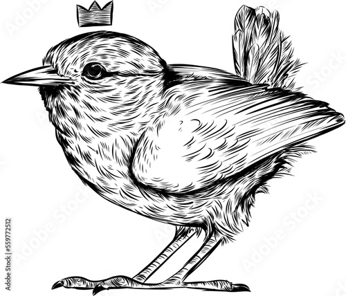 Realistische Zeichnung von einem kleinen Zaunkönig mit Krone
