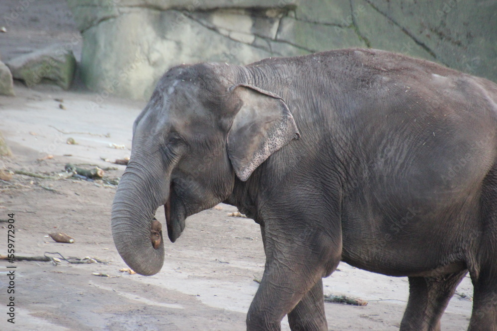 Fototapeta premium Elefant im Zoo