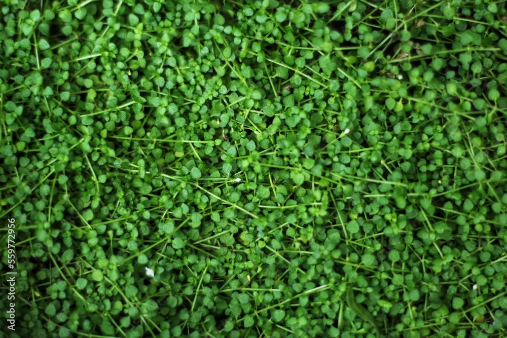 weed background. Green grass surface. graphic design. weed background. Green grass surface. graphic design.