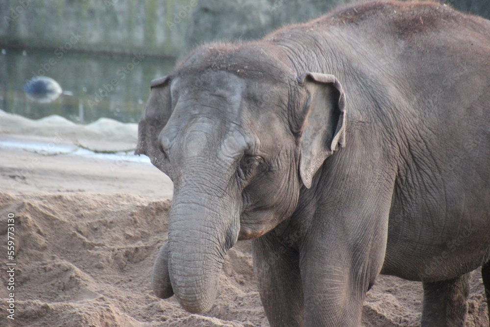 Fototapeta premium Elefant im Zoo