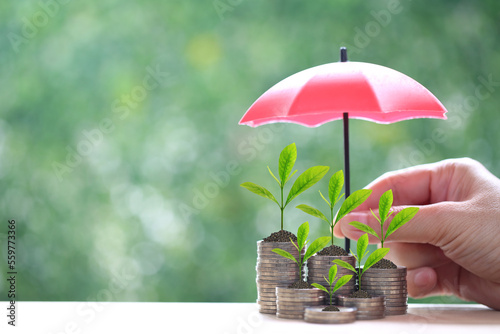 Trees growing on coins money with hand holding the umbrella on green background, investment and business concept