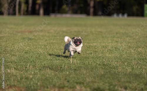 Happy Pug Dog is Running on the Grass. Open Mouth. Tongue Out.