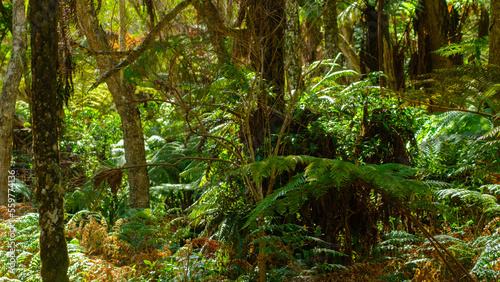 Vegetation and fern in the tropical jungle of Reunion Island