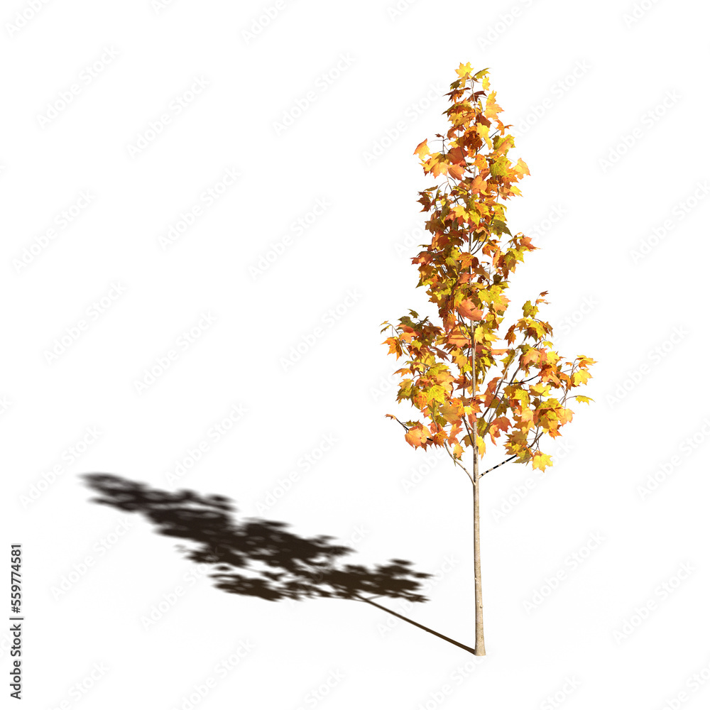 Obraz premium large tree with a shadow under it, isolated on white background, 3D illustration, cg render
