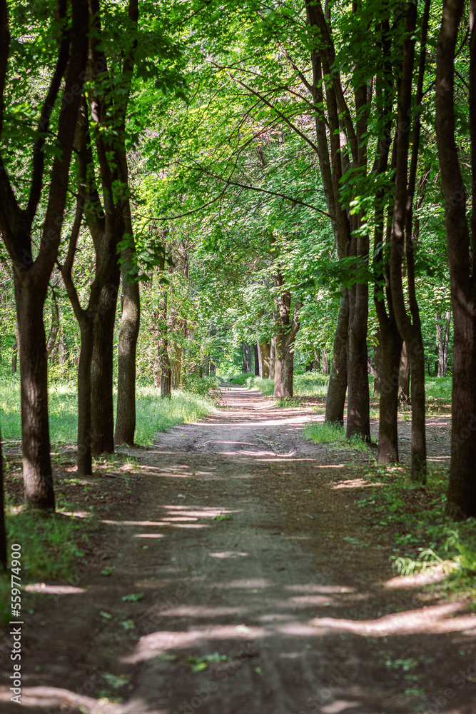 forest trees. nature green wood sunlight backgrounds. forest trees. nature green wood sunlight backgrounds.