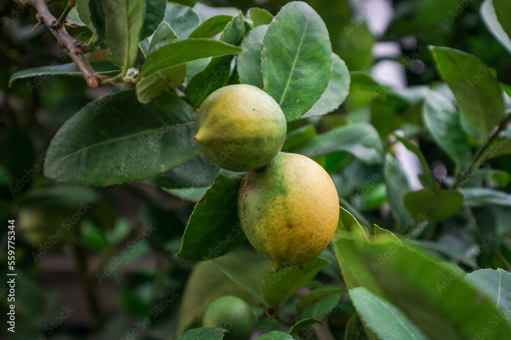 selective focus of lemons on a tree selective focus of lemons on a tree