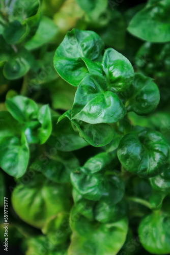 image of Selective focus sisso spinach, also known as brazillian spinach (Brazilian Spinach). background, graphic design photo