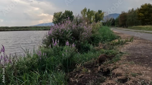 Nutria on the banks of a stream of clean water against a cloudy sky, Northern Israel. photo