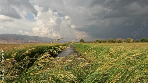 Reeds on the banks of a stream of clean water , in Agmon Hachula Nature Reserve - Northern Israel photo