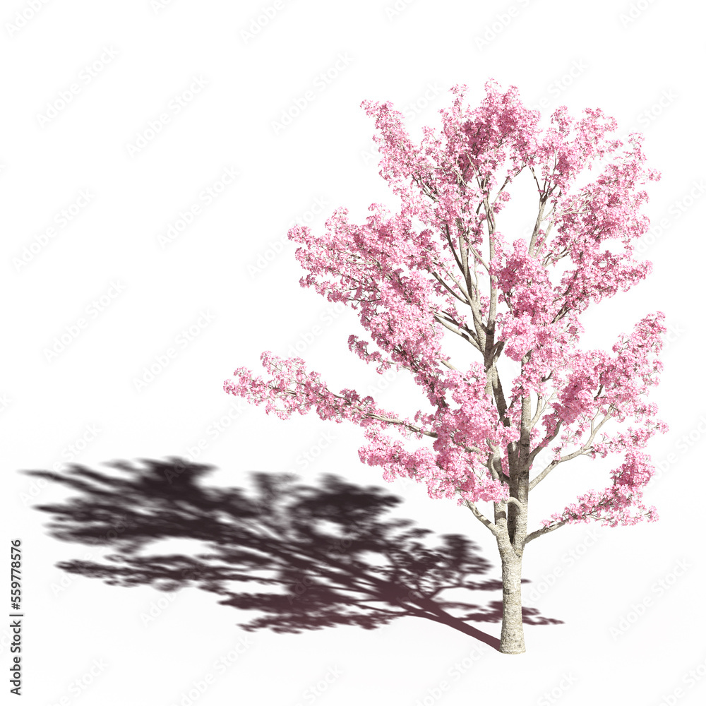 large tree with a shadow under it, isolated on white background, 3D illustration, cg render large tree with a shadow under it, isolated on white background, 3D illustration, cg render