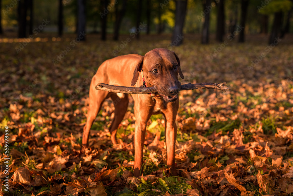 Rhodesian Ridgeback Dog is Eating and Playing with Branch. Rhodesian Ridgeback Dog is Eating and Playing with Branch.