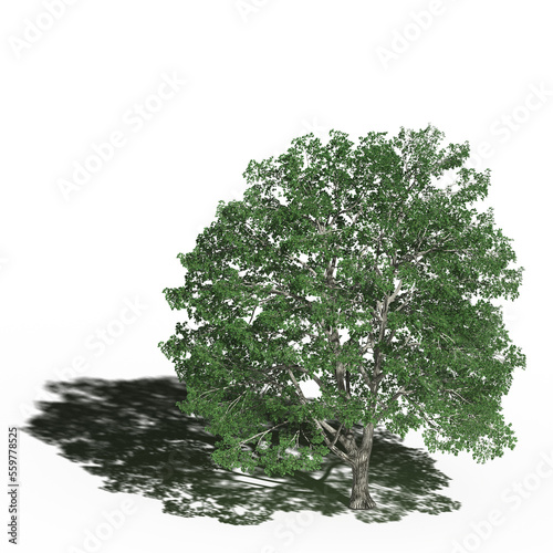 large tree with a shadow under it  isolated on white background  3D illustration  cg render