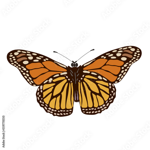 Color  butterfly , isolated on the white background