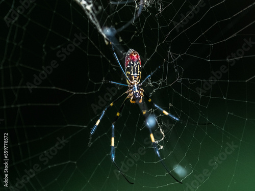 colorful Joro spider in a Japanese forest