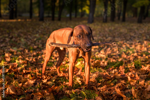 Rhodesian Ridgeback Dog is Eating and Playing with Branch.
