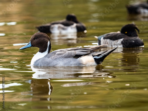 male northern pintail duck wintering in Ueno 3