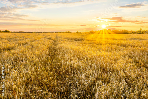 Amazing view at beautiful summer golden wheaten field with beautiful sunny sky on background  rows leading far away  valley landscape