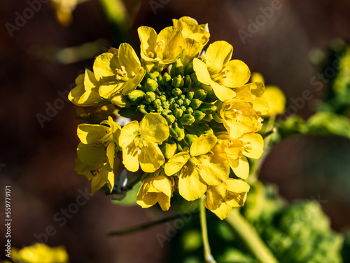 close-up shot of wild field mustard flowers s