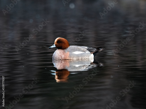 Eurasian wigeon on a park in early morning 1 photo