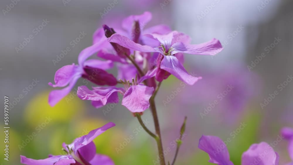 Slow motion video of Purple violet Lunaria flower Slow motion video of Purple violet Lunaria flower