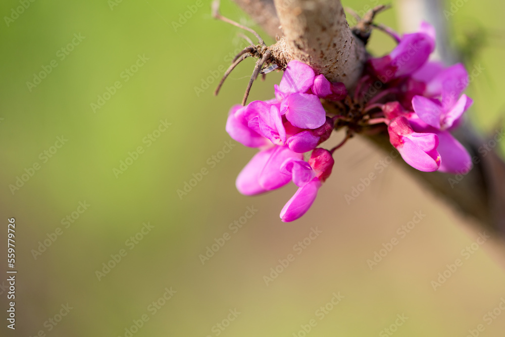 In spring, beautiful bauhinia flowers bloom in the garden In spring, beautiful bauhinia flowers bloom in the garden