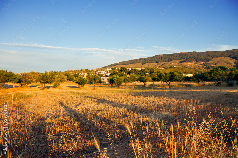 wheat field in autumn