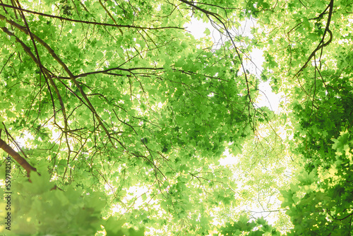 forest trees. nature green wood sunlight backgrounds.