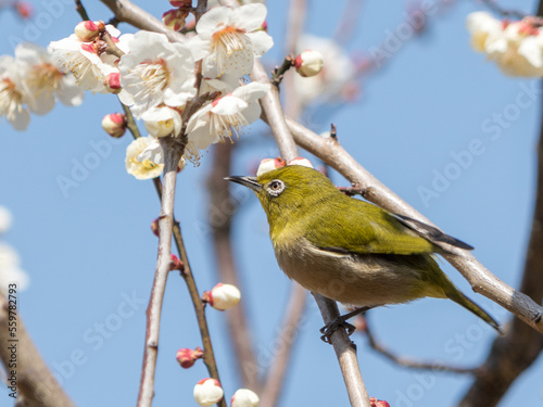 Japanese White-eye and Japanese Apricot with Blue Sky Background