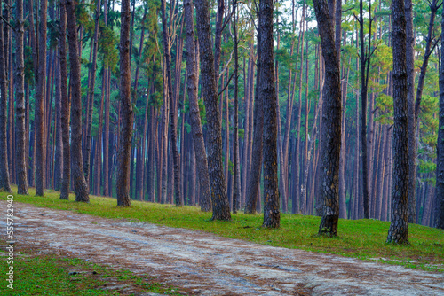 Pine forest at Bor luang Sub-district  Chiang mai Province  Thailand.