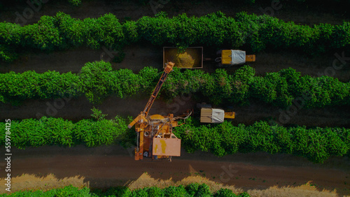 Rural producer cultivating the coffee bean, harvesting and drying process