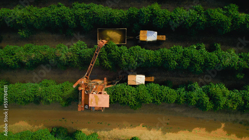 Wallpaper Mural Rural producer cultivating the coffee bean, harvesting and drying process Torontodigital.ca