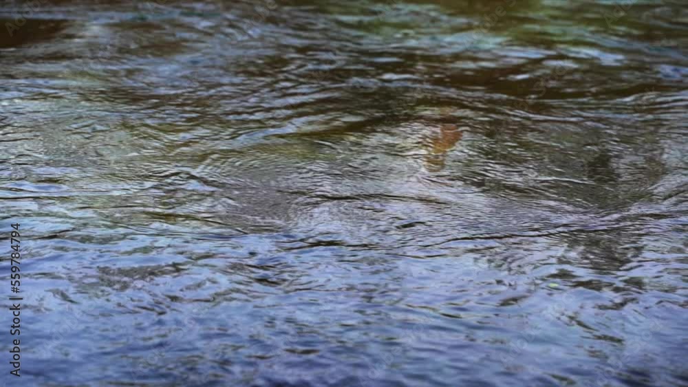 River flow. Flow of clean transparent river water in the forest. Nature, relaxation, tranquility concept. River flow. Flow of clean transparent river water in the forest. Nature, relaxation, tranquility concept.