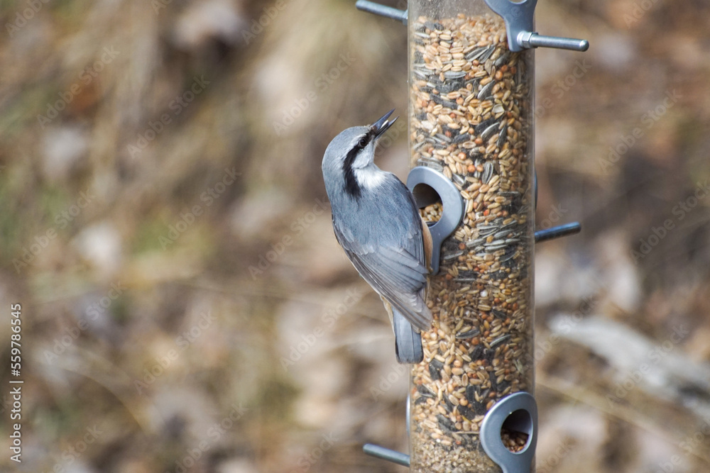 Naklejka premium spotted woodpecker