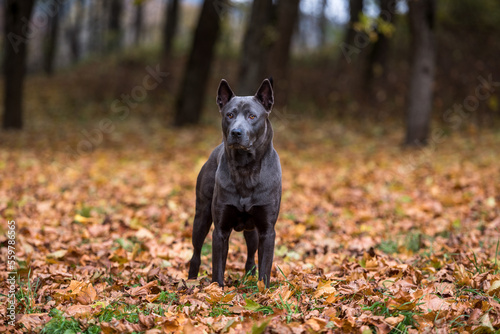 thai Ridgeback Dog is Standing on the Autumn Leaves Ground.